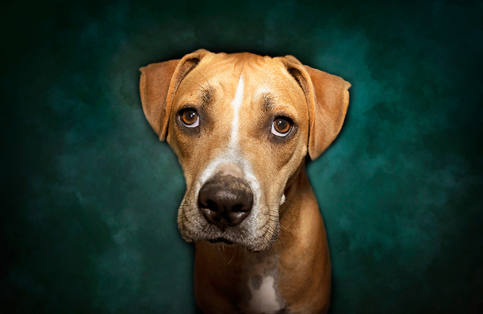 Dog sitting in front of a green backdrop