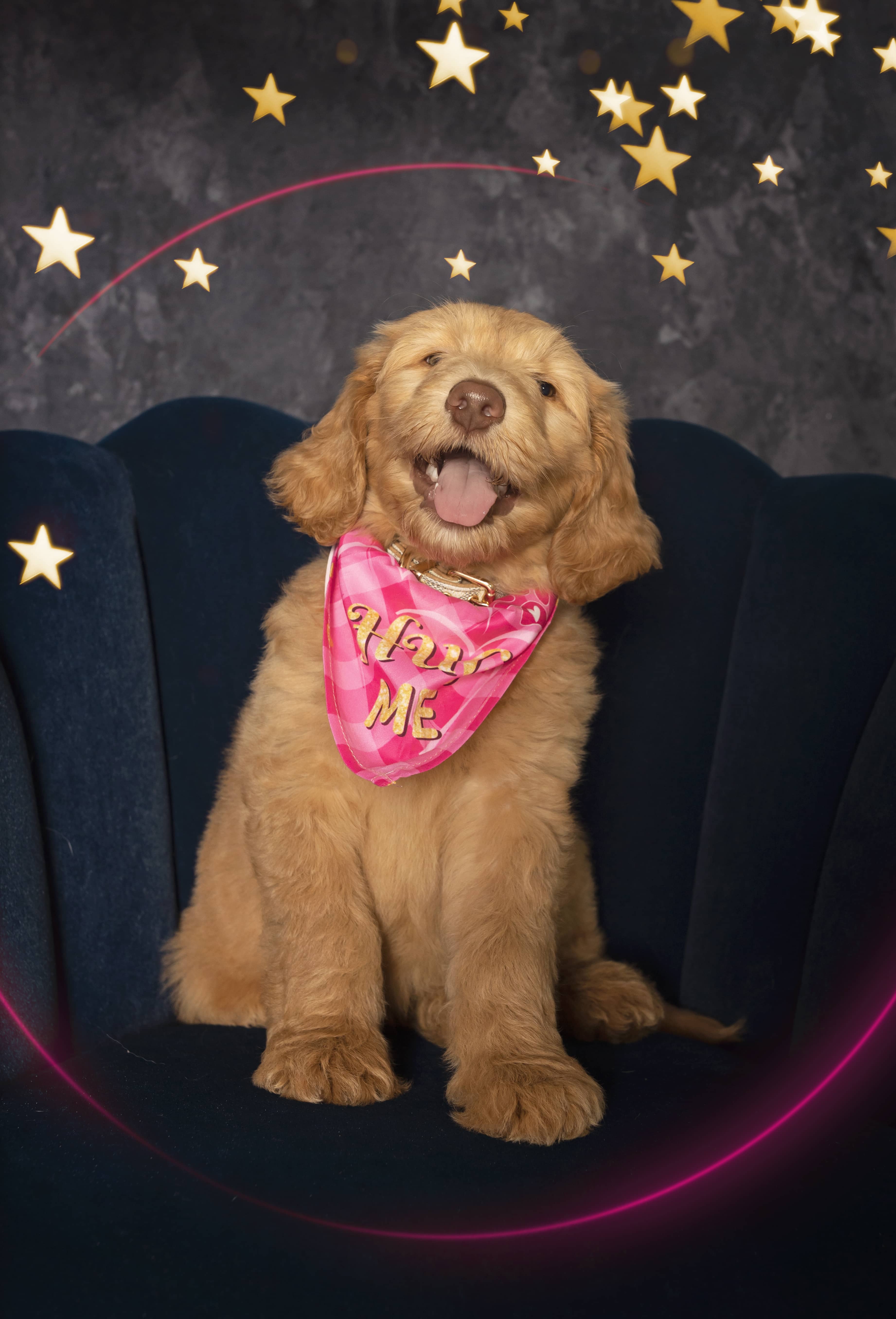 Puppy sits in a chair