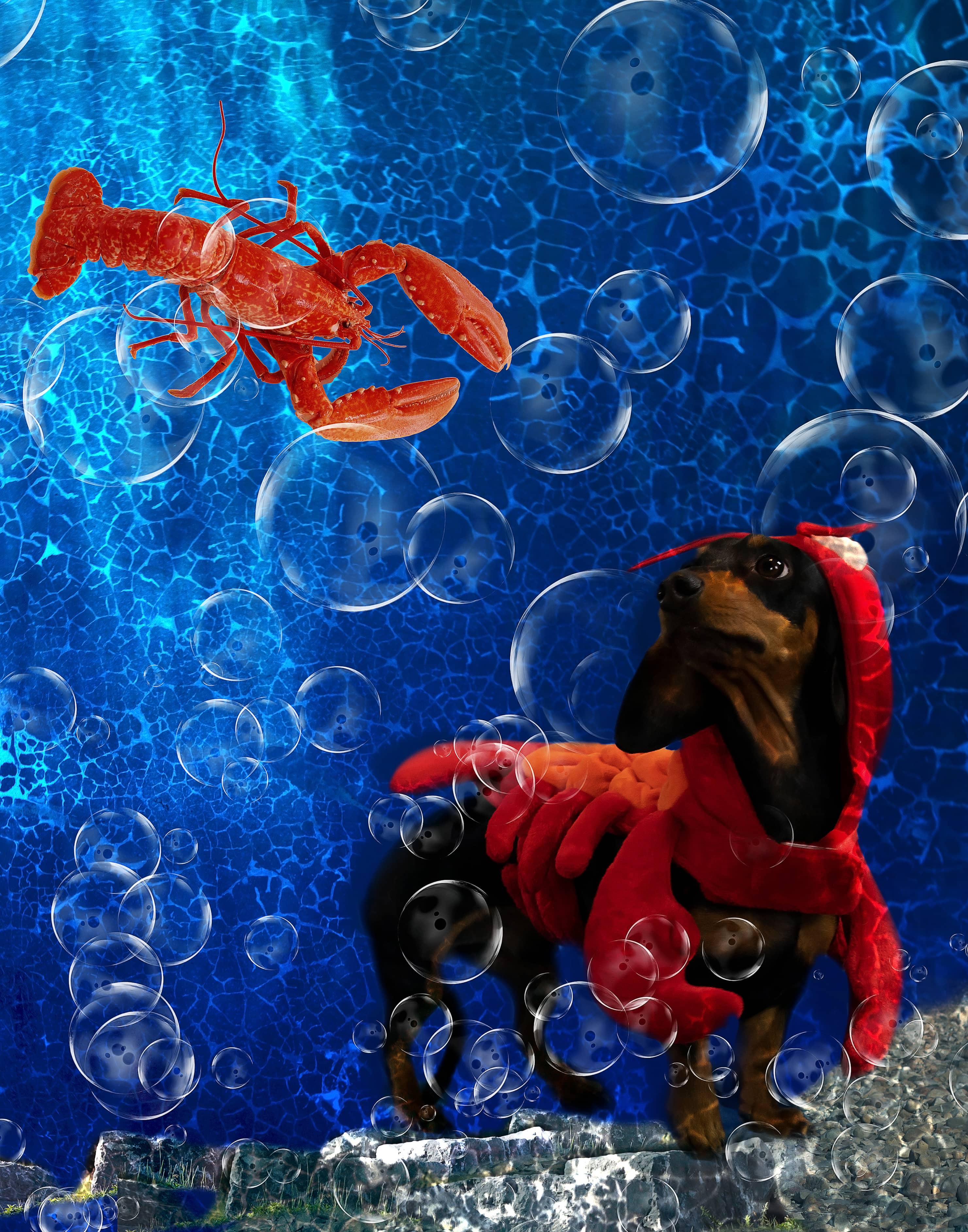 Dog in a lobster costume