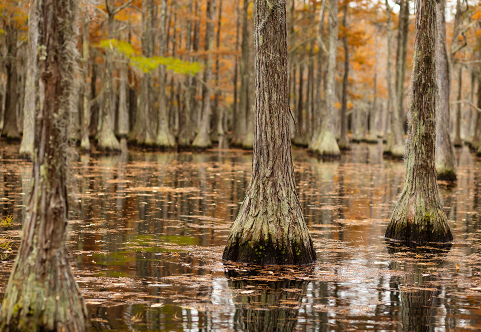 Trees in a swamp