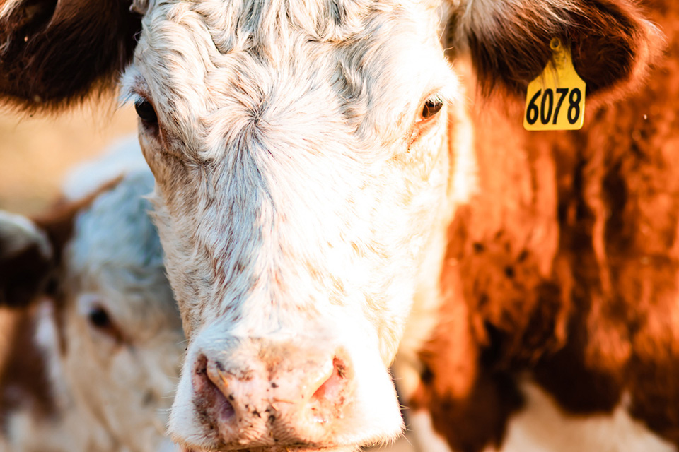 Cow standing in field
